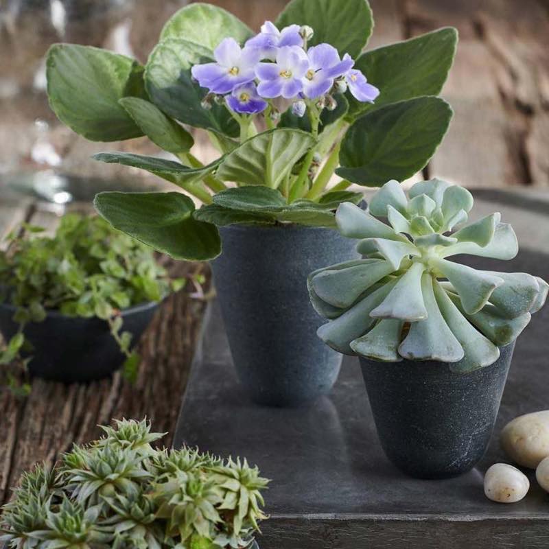 Hasten Volcanic Stone Pot-Wide
