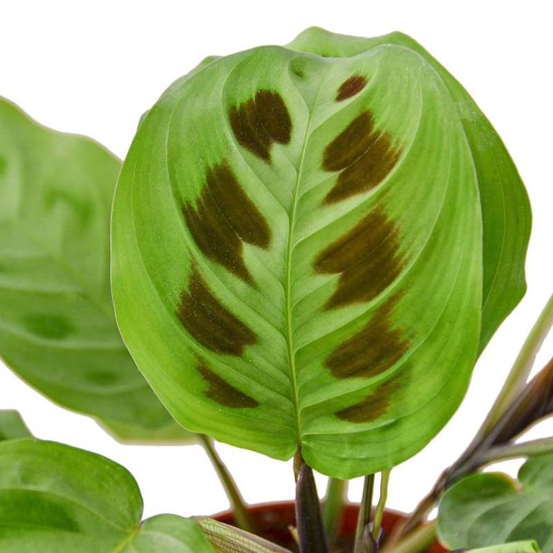 Potted Prayer Plant