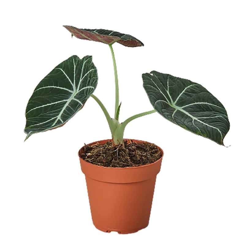 Potted Elephant Ear Plant