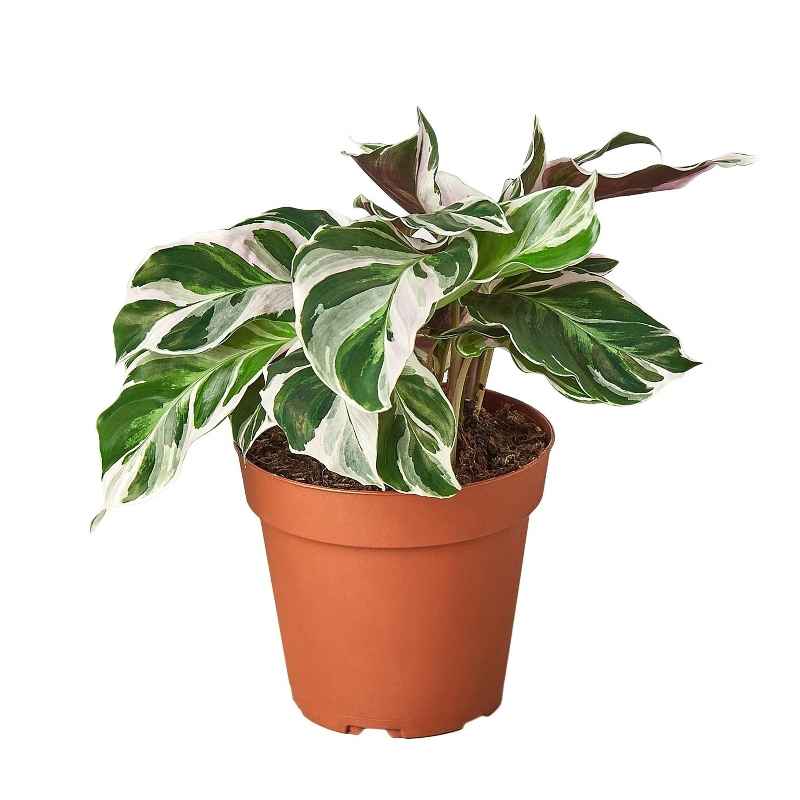 Calathea 