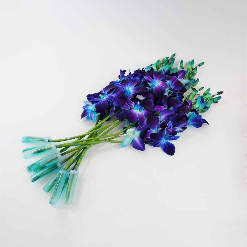 Beautiful Blue Orchids, Ready for Delivery
