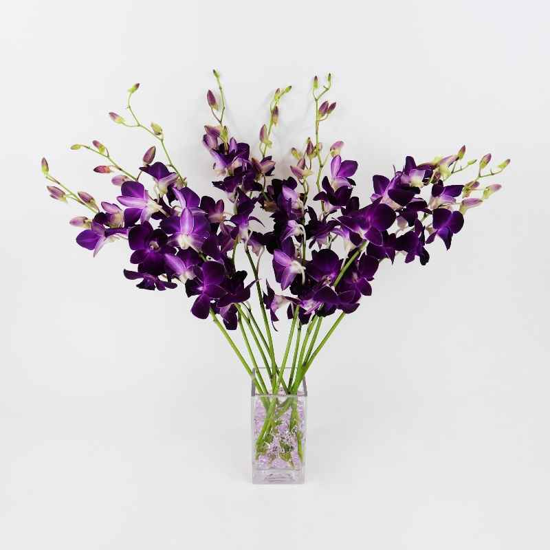 Deep Purple Orchids, Ready for Delivery