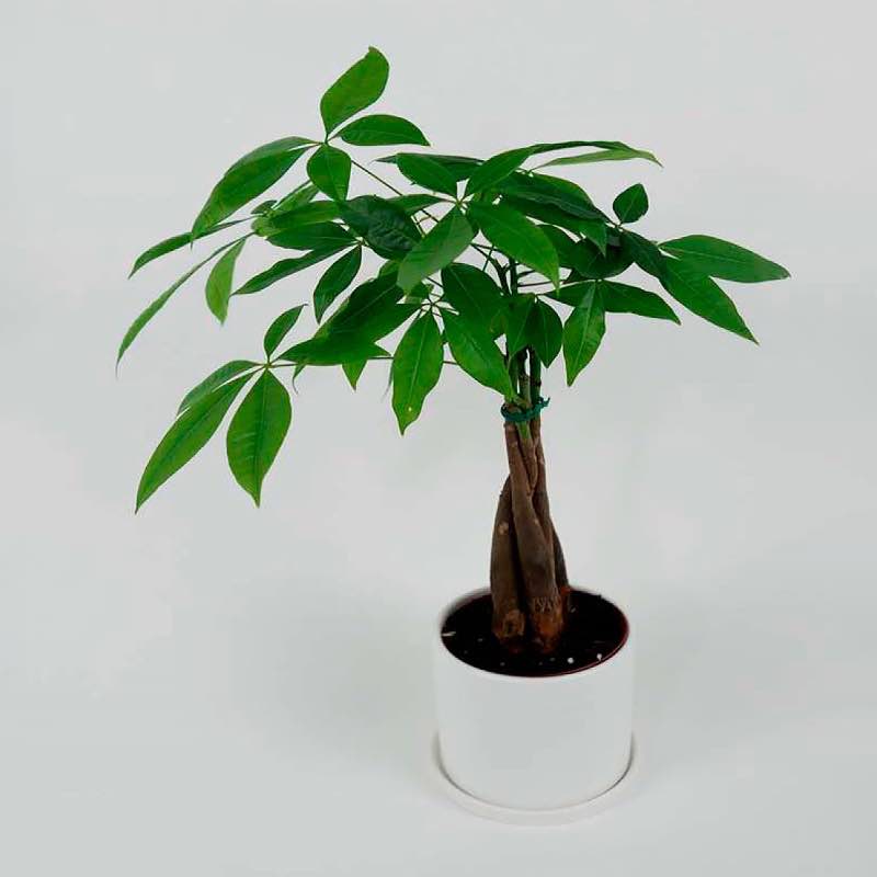 Money Tree Plant in White Ceramic Planter