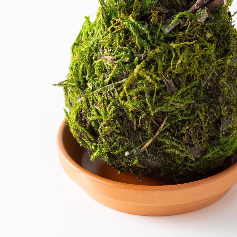 Jade Kokedama Ball with Saucer