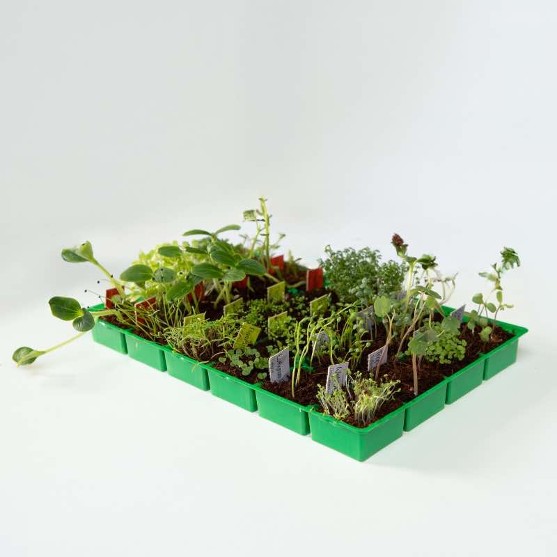 Santa's Greenhouse Seed Advent Calendar